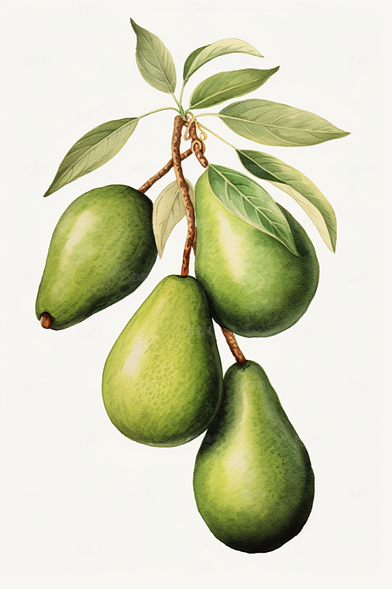 牛油果美食水果插画