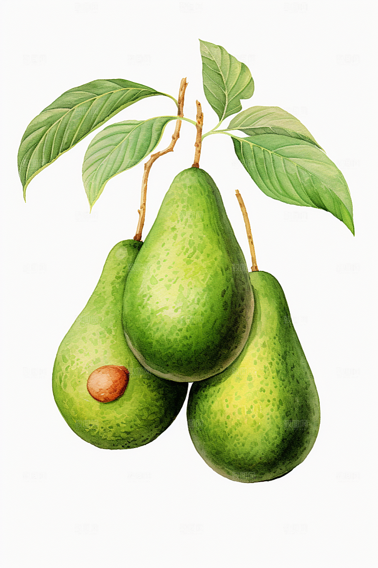 牛油果高清美食插画