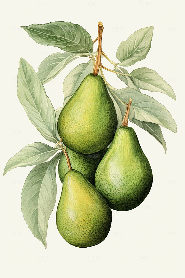 牛油果健康手绘插画