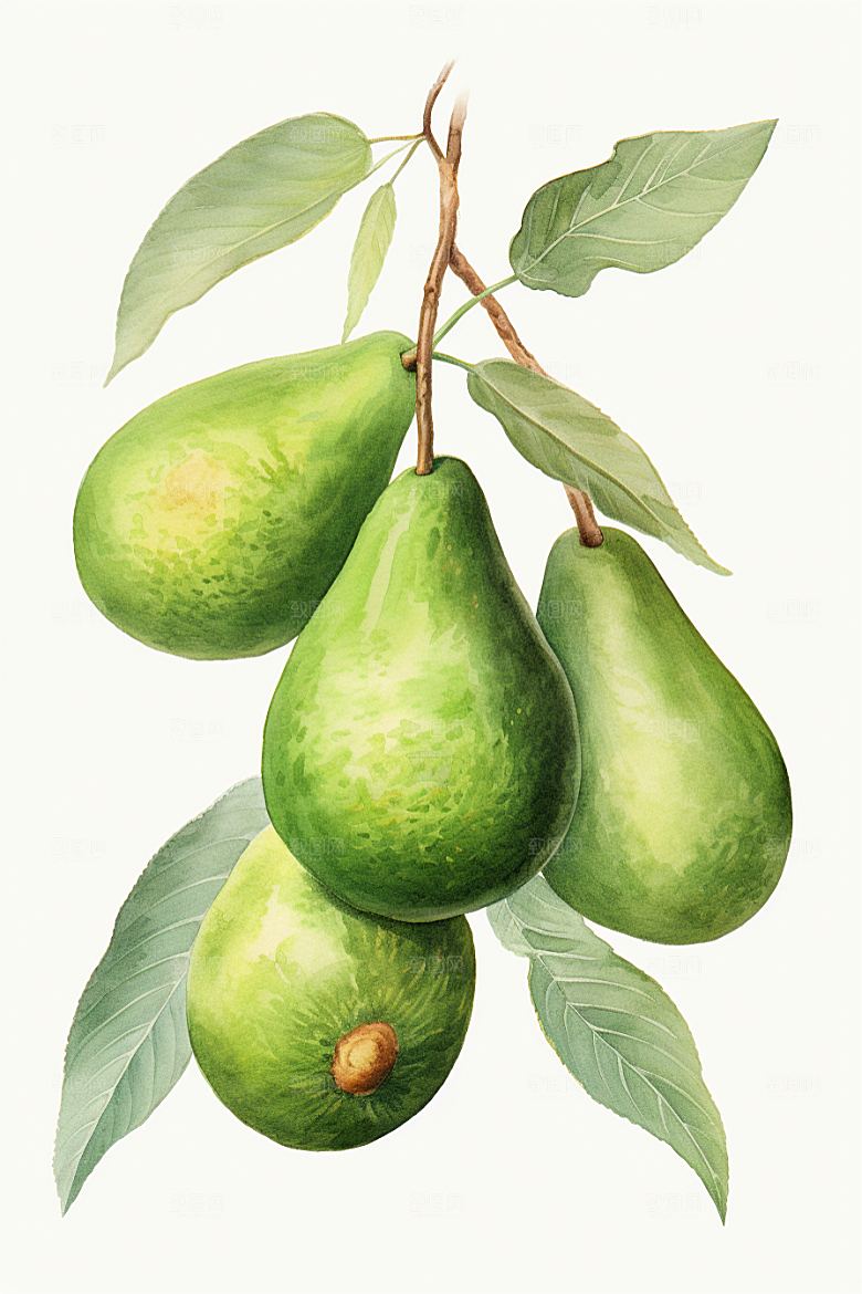 牛油果植物新鲜插画