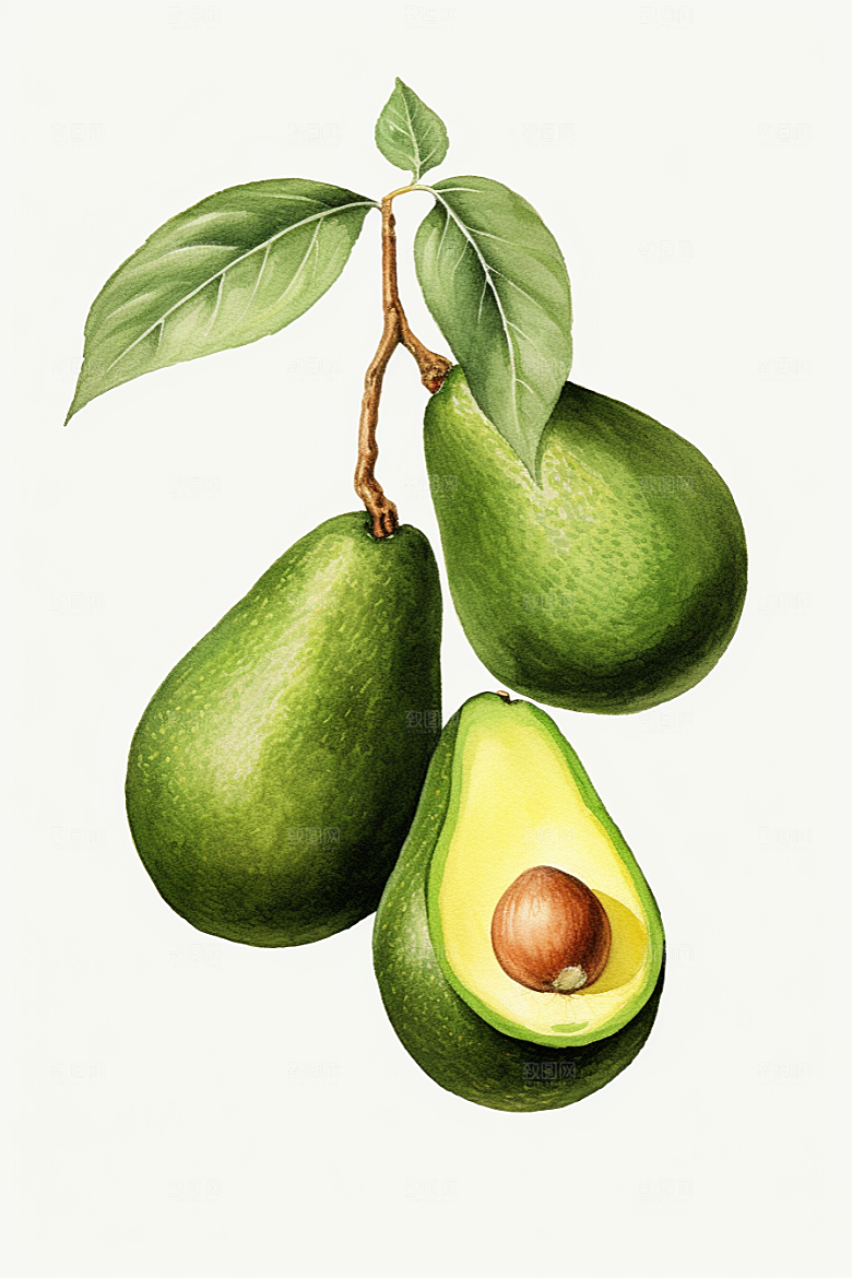 牛油果手绘高清插画