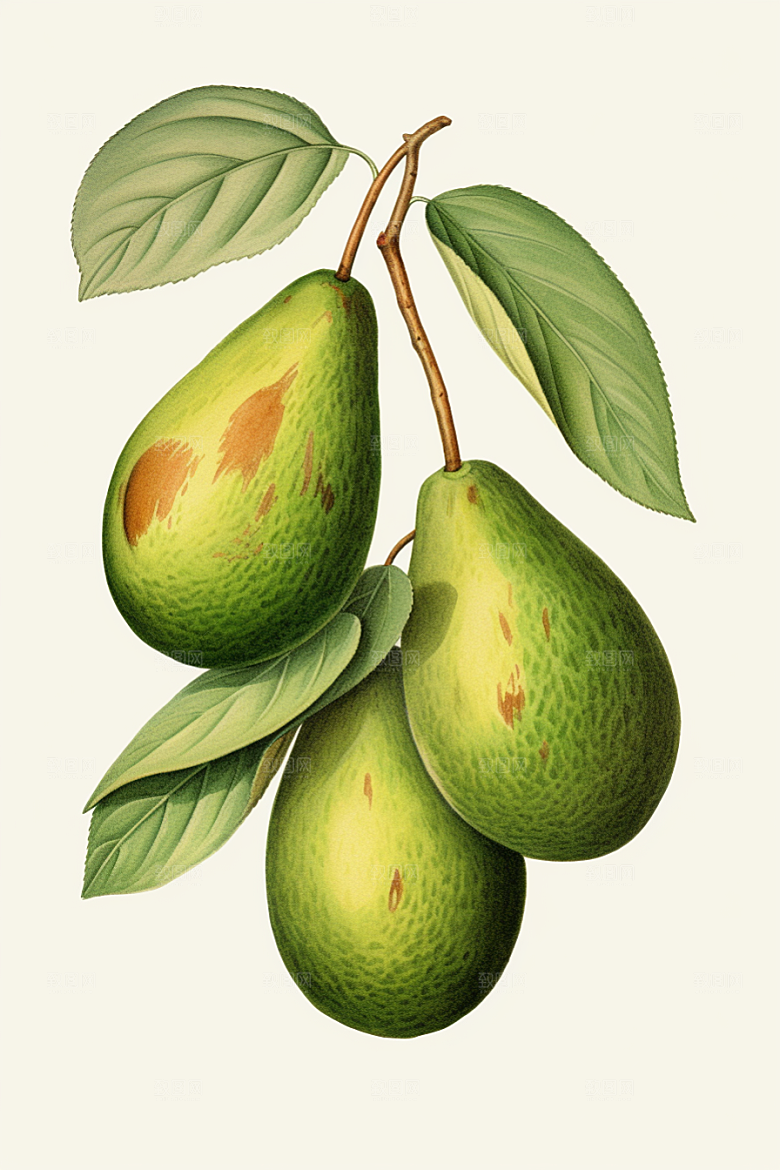 牛油果清新植物插画