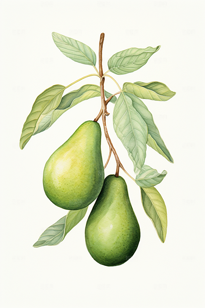 牛油果新鲜手绘插画