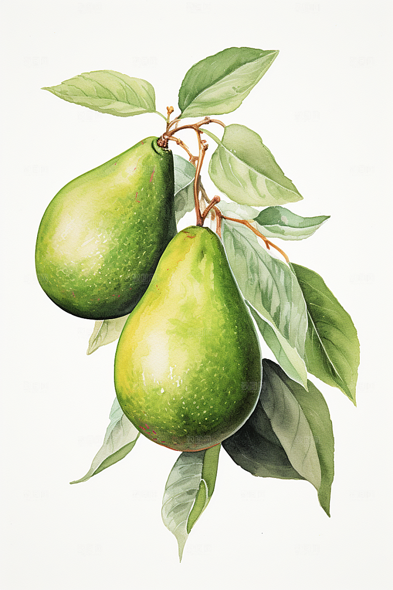 牛油果美食植物插画