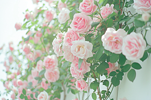 蔷薇花欧式花卉唯美摄影图
