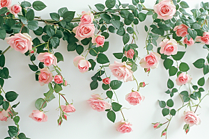 蔷薇花月季自然摄影图