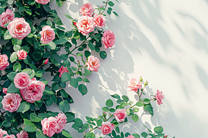 蔷薇花欧式花卉粉色摄影图