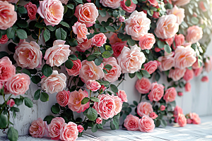蔷薇花欧式花卉浪漫摄影图