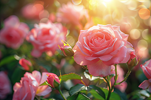 蔷薇花高清浪漫摄影图
