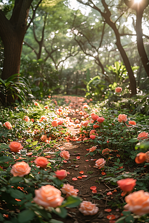 蔷薇花植物粉色摄影图