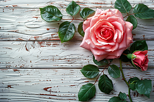 蔷薇花花朵月季摄影图