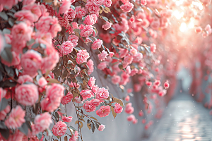 蔷薇花粉色花朵摄影图