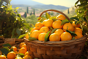 脐橙橙子果篮秋季美食摄影图