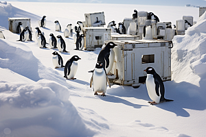 南极企鹅广告环保创意素材