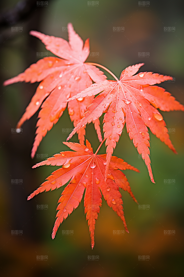 秋天风光氛围风景摄影