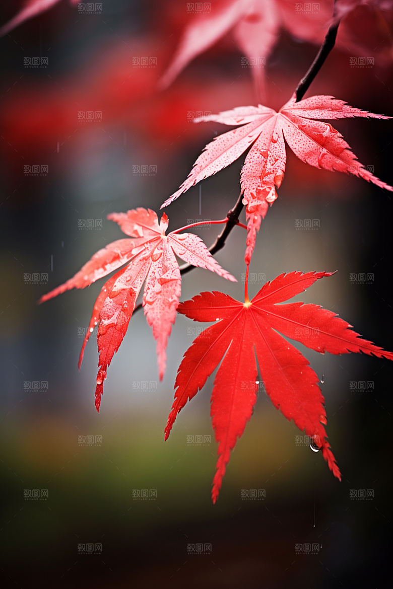 秋天风光氛围秋季摄影