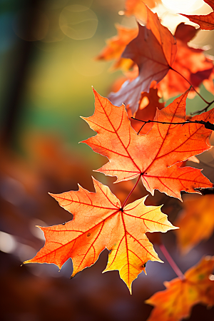 秋天落叶枫树温暖摄影图