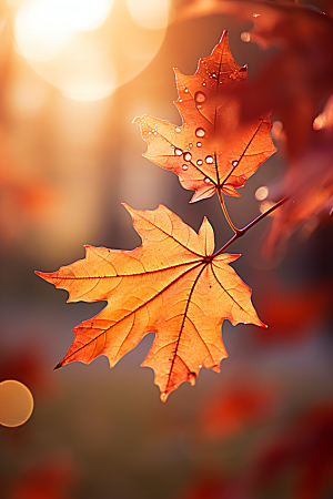 秋天落叶高清火红色摄影图
