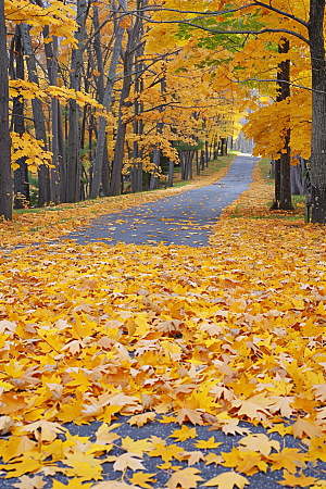 秋天落叶红叶浪漫摄影图