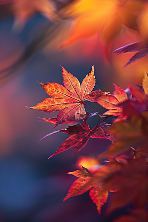 秋天落叶秋季浪漫摄影图