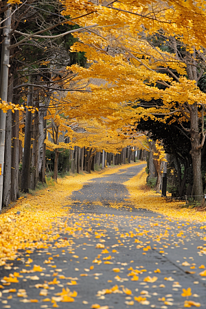 秋天落叶秋季枫树摄影图