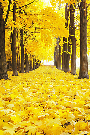 秋天落叶金色红叶摄影图