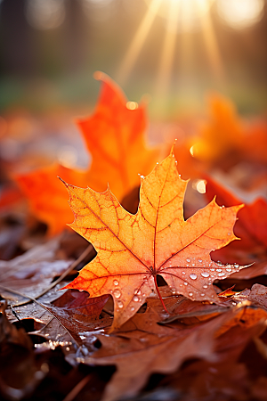 秋天落叶红叶温暖摄影图