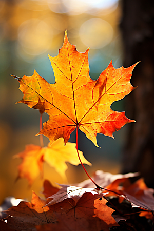 秋天落叶金色秋季摄影图