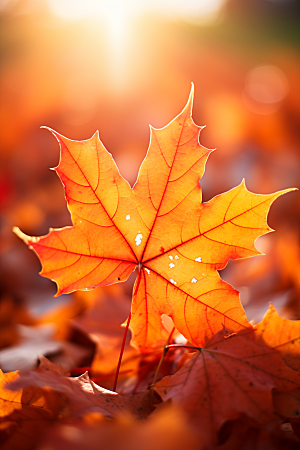 秋天落叶枫树火红色摄影图