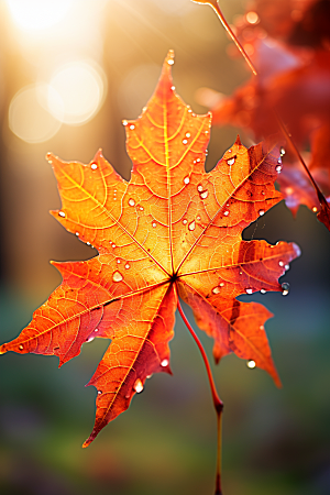 秋天落叶秋季高清摄影图