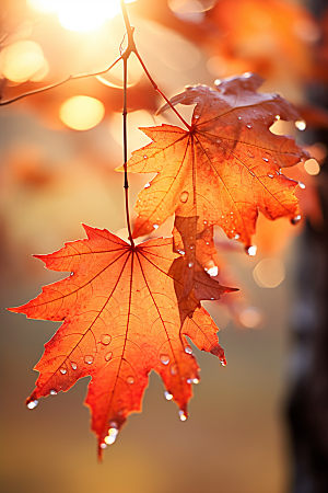 秋天落叶温暖秋季摄影图