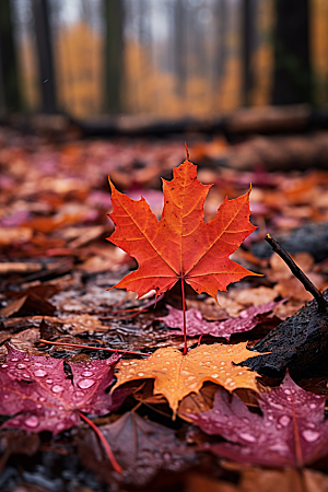 秋天落叶红叶秋季摄影图