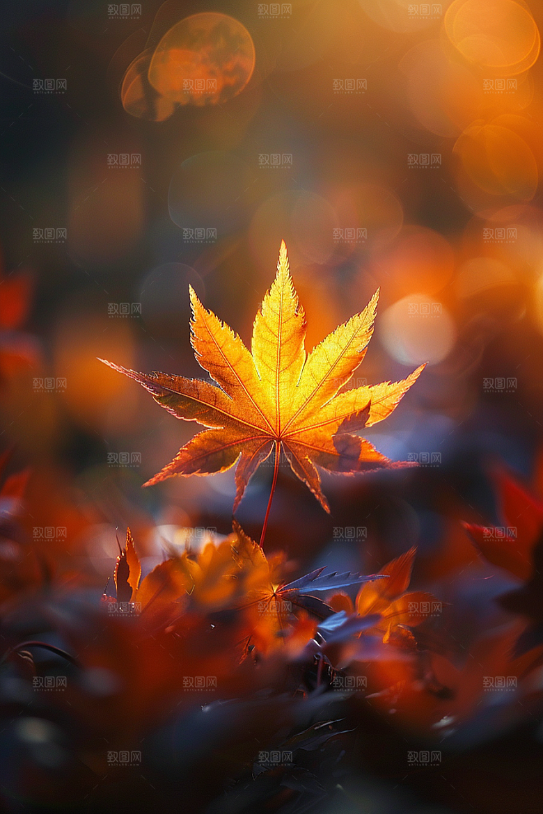 秋天落叶红叶高清摄影图