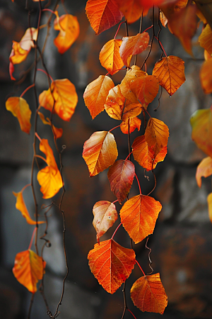秋天树叶红叶高清摄影图