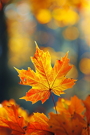 秋天树叶唯美高清摄影图