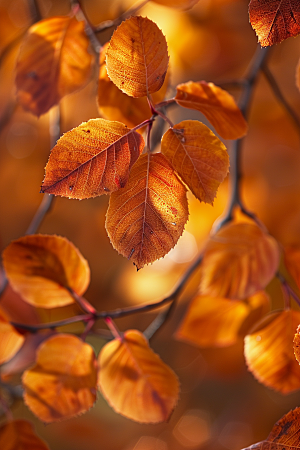 秋天树叶森林红叶摄影图