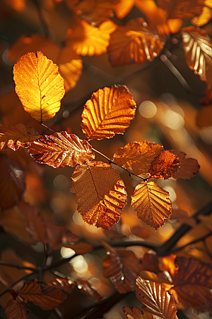 秋天树叶落叶红叶摄影图