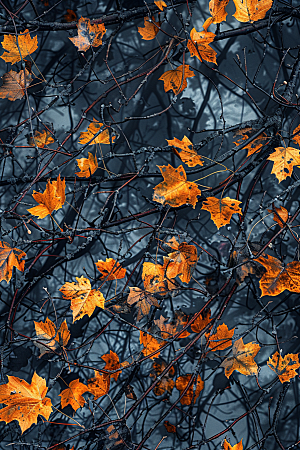 秋天树叶秋景落叶摄影图