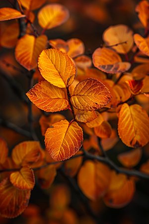 秋天树叶高清红叶摄影图