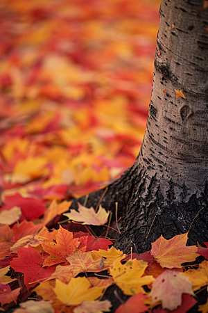 秋天树叶落叶森林摄影图