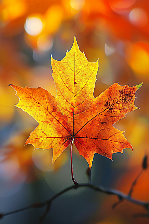 秋天树叶高清红叶摄影图