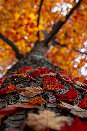 秋天树叶秋景森林摄影图