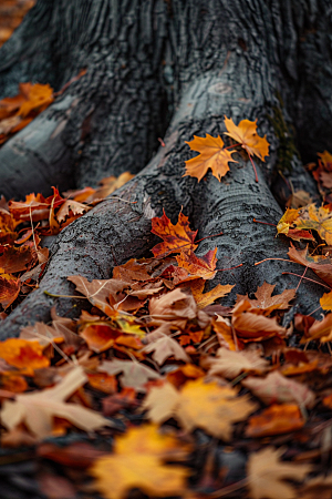 秋天树叶落叶森林摄影图