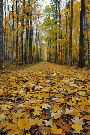 秋天树叶森林唯美摄影图