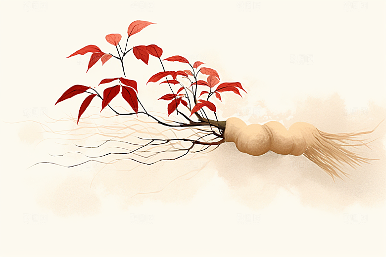 人参植物手绘插画
