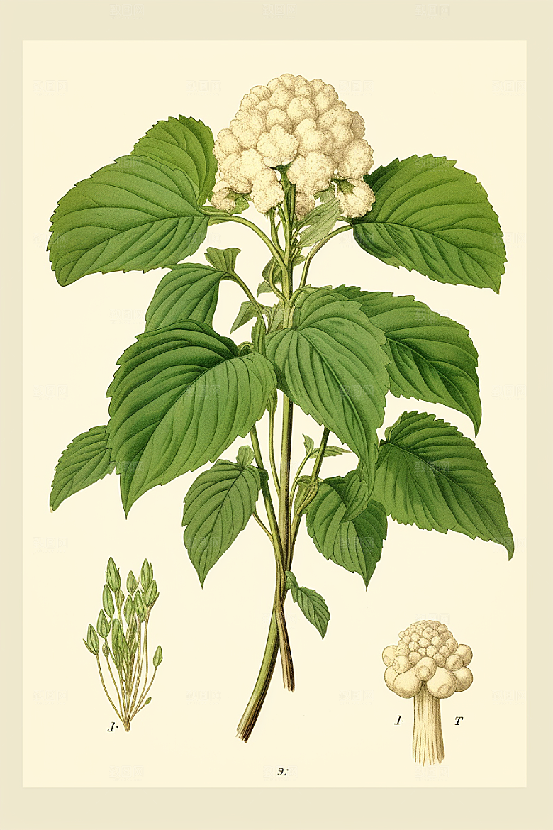 三七植物保健插画