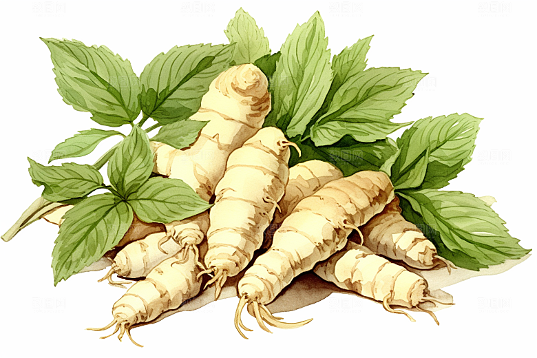 三七医疗植物插画