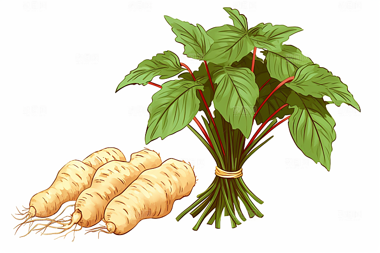三七医学中草药插画