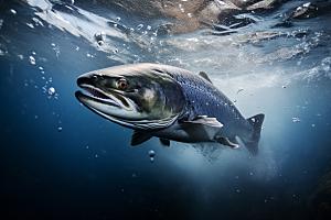 三文鱼鱼肉日料摄影图