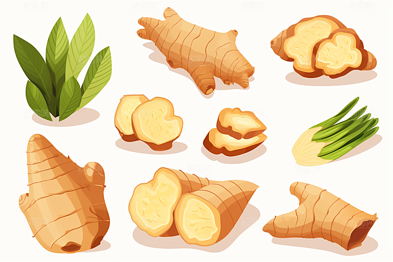 新鲜生姜调味料植物插画